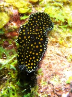 9 Leopard Flatworm IMG 4052IMG 4045